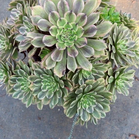 多肉植物花脸粉黛锦。