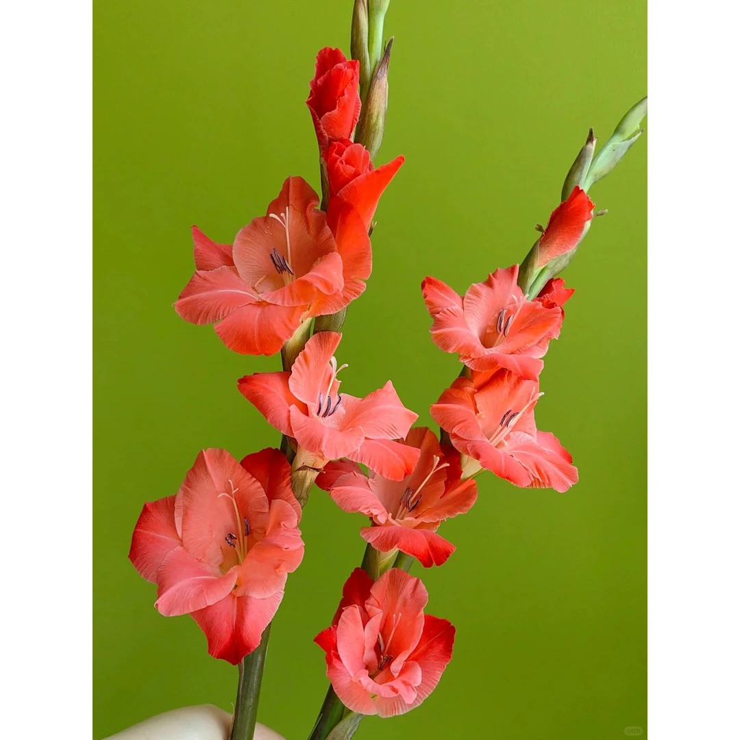 超级玫瑰 剑兰 鲜切花