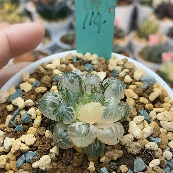 114塑料皮锦11111111111