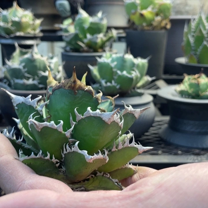 【闪购商品】红猫。