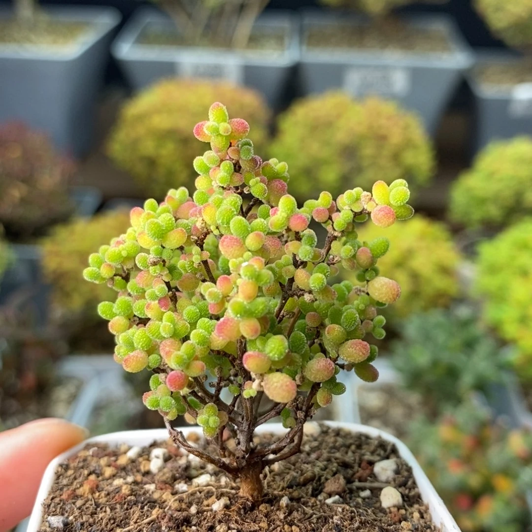 0529蜜橘糖球 。