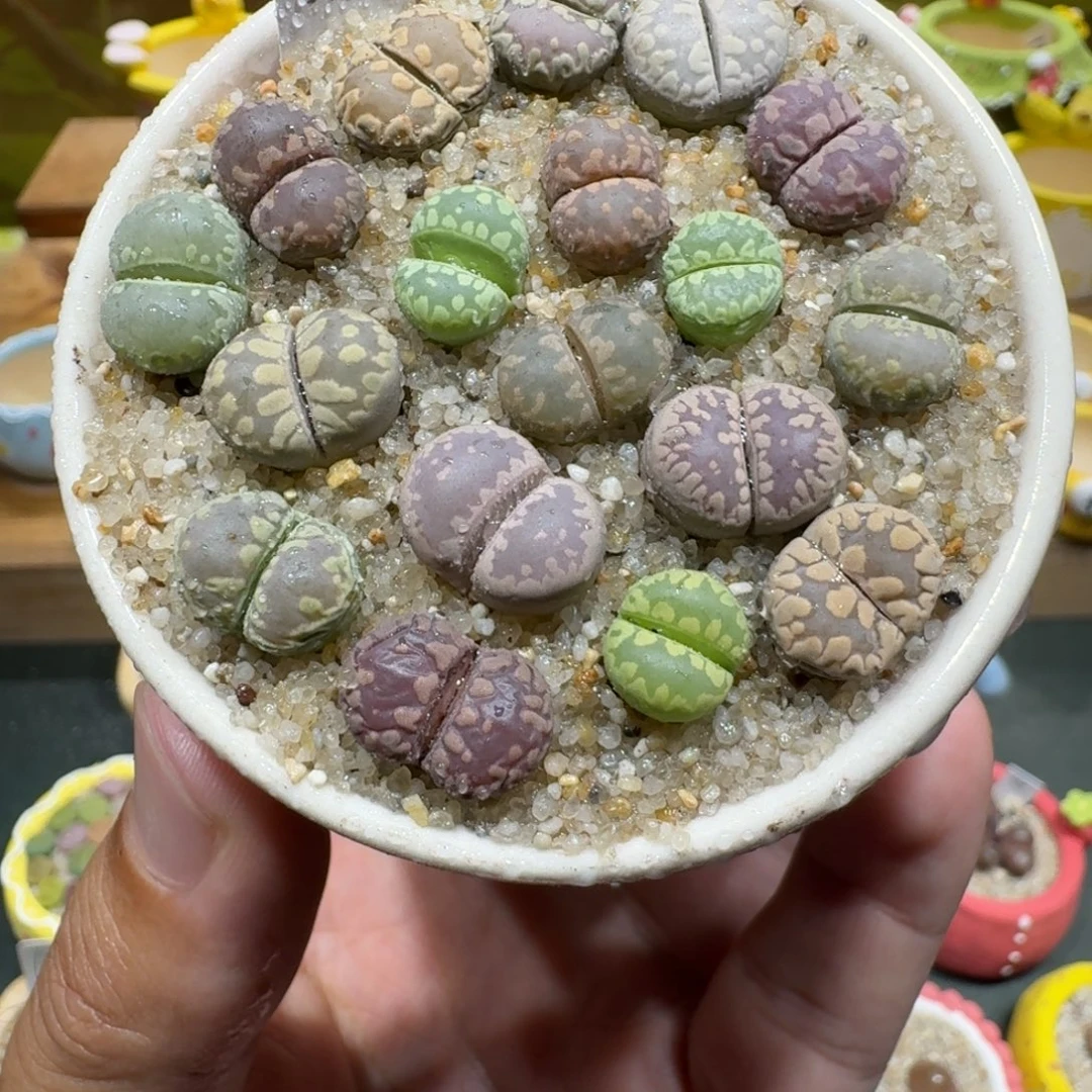 蘑菇1015大牙彩拼多肉植物