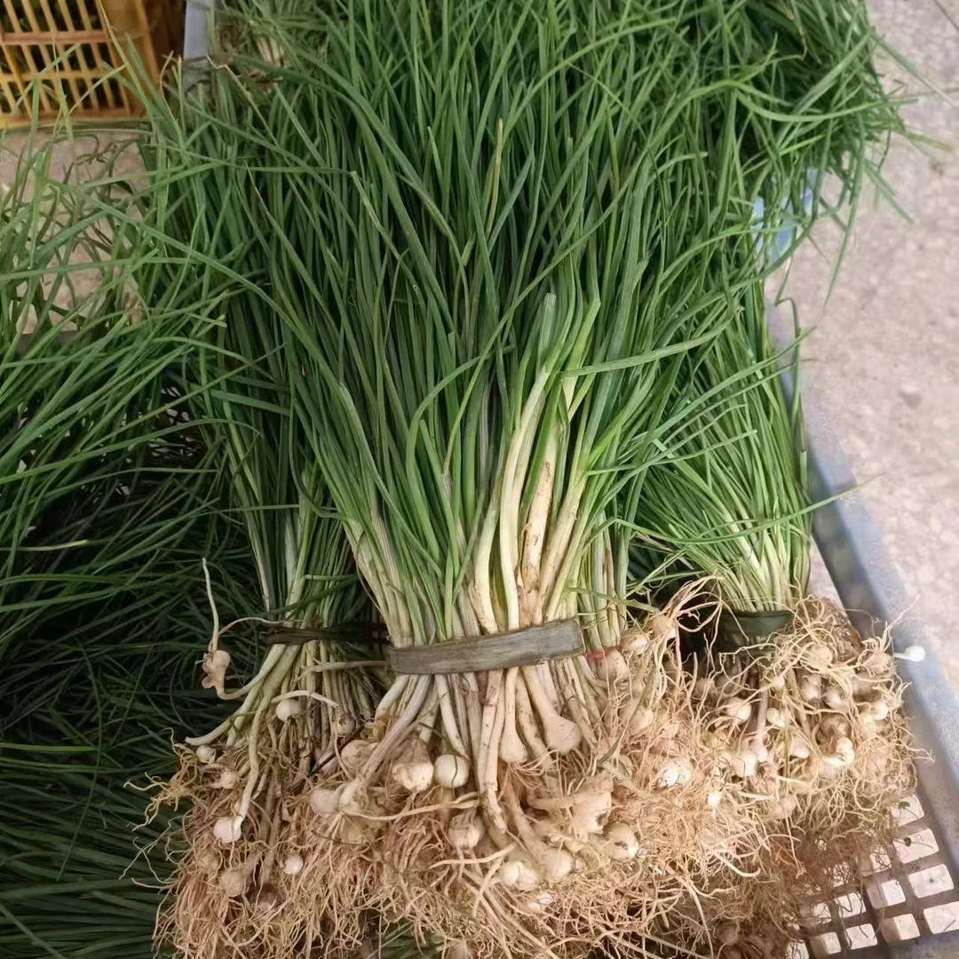 农家现挖野葱小根蒜带叶带须农家纯野生菜香葱沙葱苦蒜野韭菜
