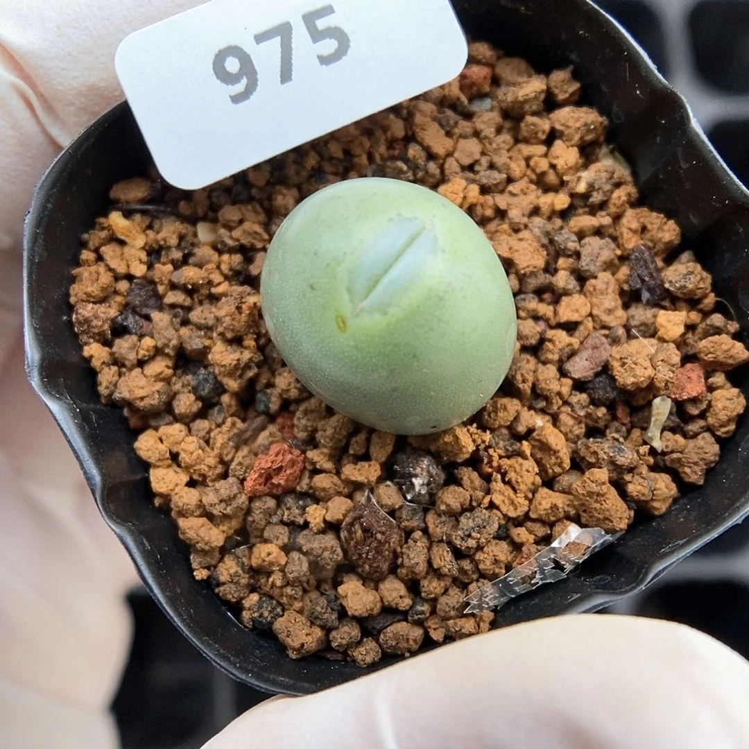 多肉植物A-975（1.5）嘴杂