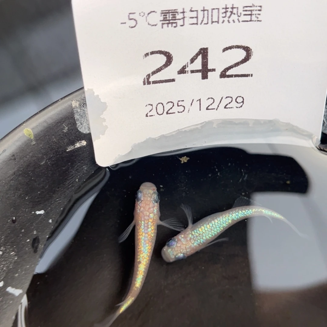 青鳉鱼242粉色海王星一对