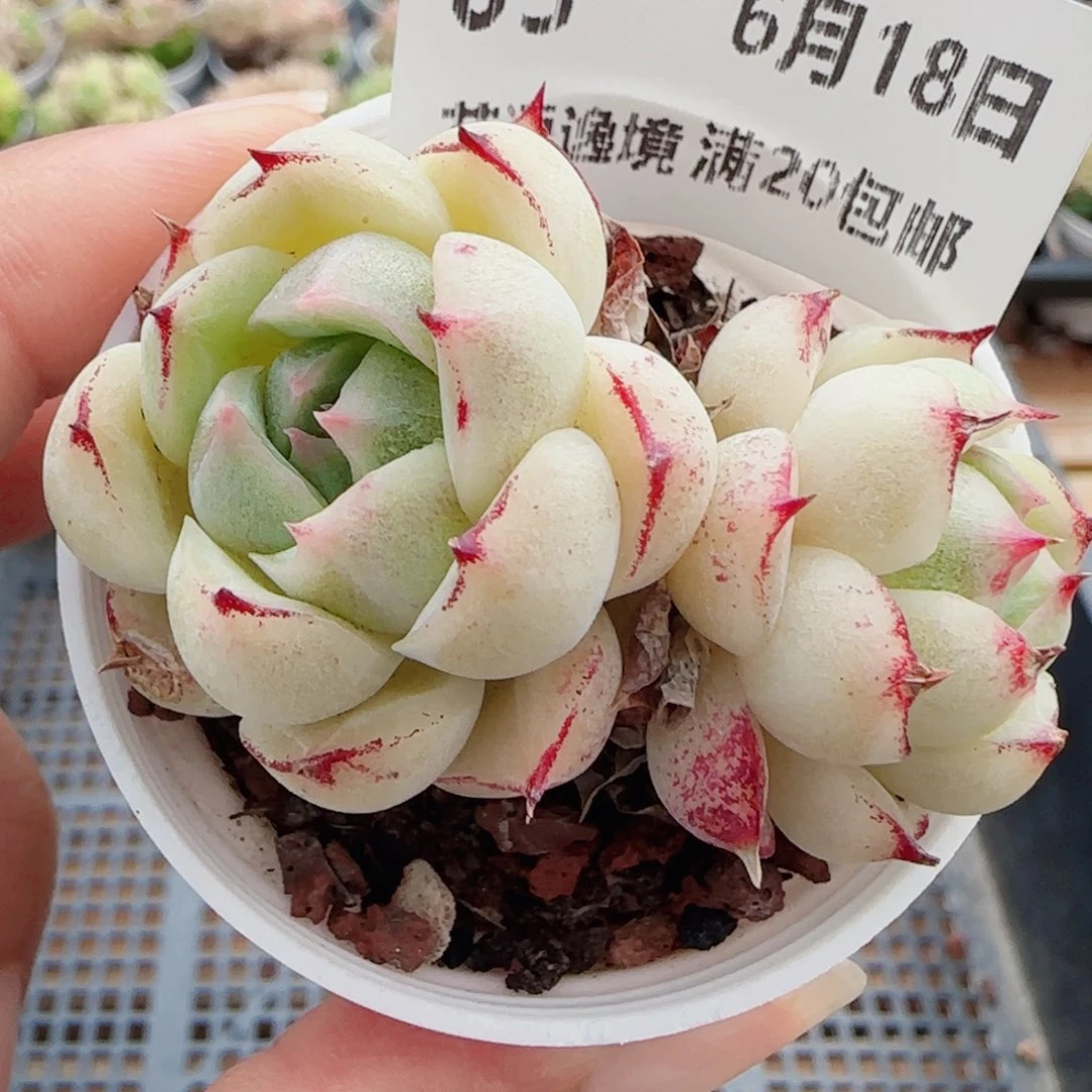 花语逸镜0618-03开播福利