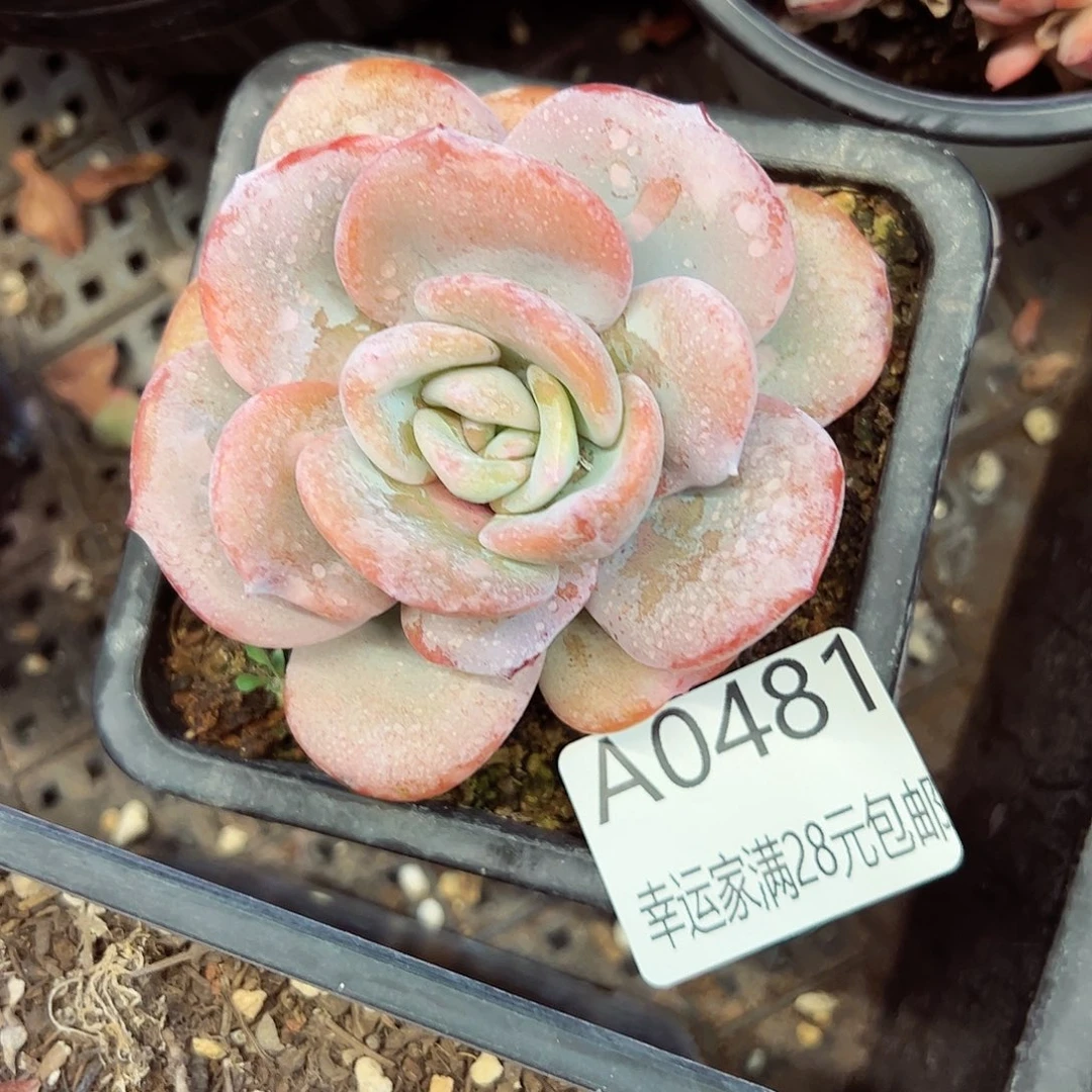 幸运的是我的朋友们