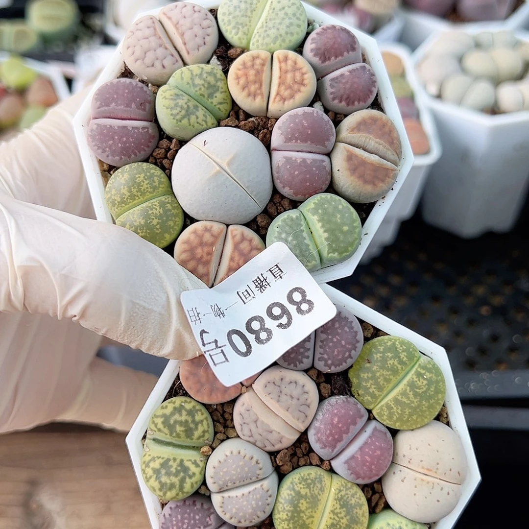 8680 好养易活生石花大母本两盆