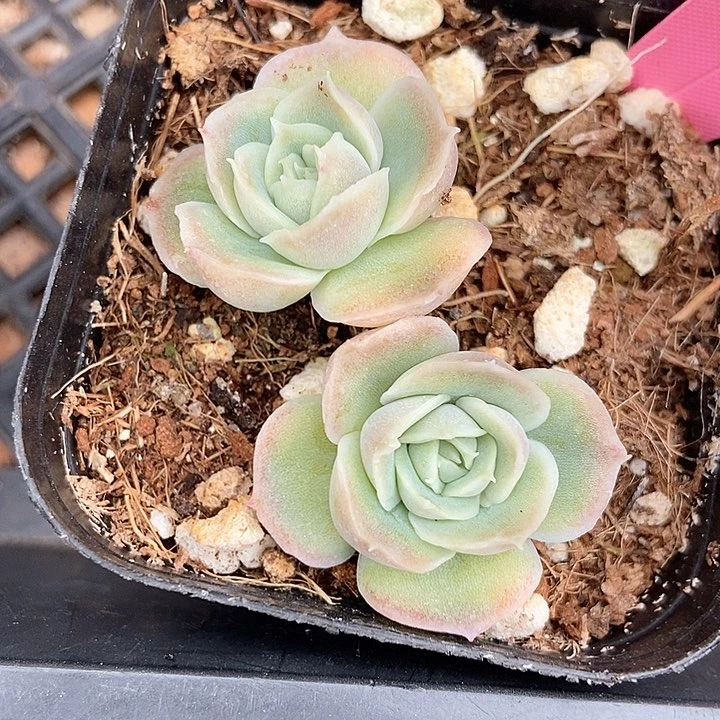 多肉植物虾饺304