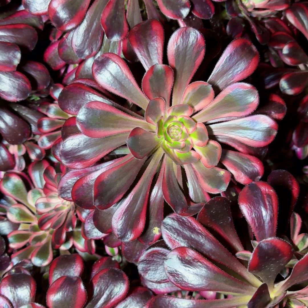 超级无敌大香奈儿满20包邮