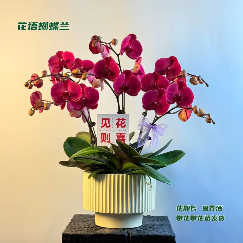 蝴蝶兰【朝阳】 带花带花苞发货 室内客厅阳台花卉 好养易活