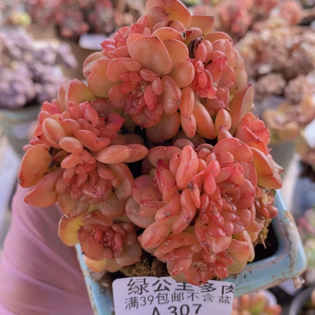 蜡牡丹7cm307多肉植物