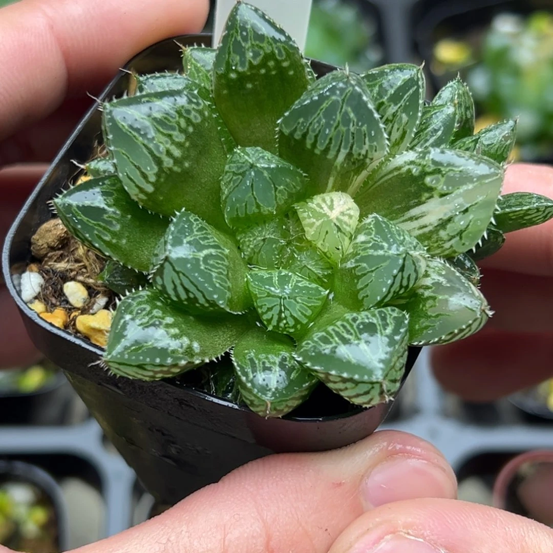 105大窗楼兰玉露锦一物一拍