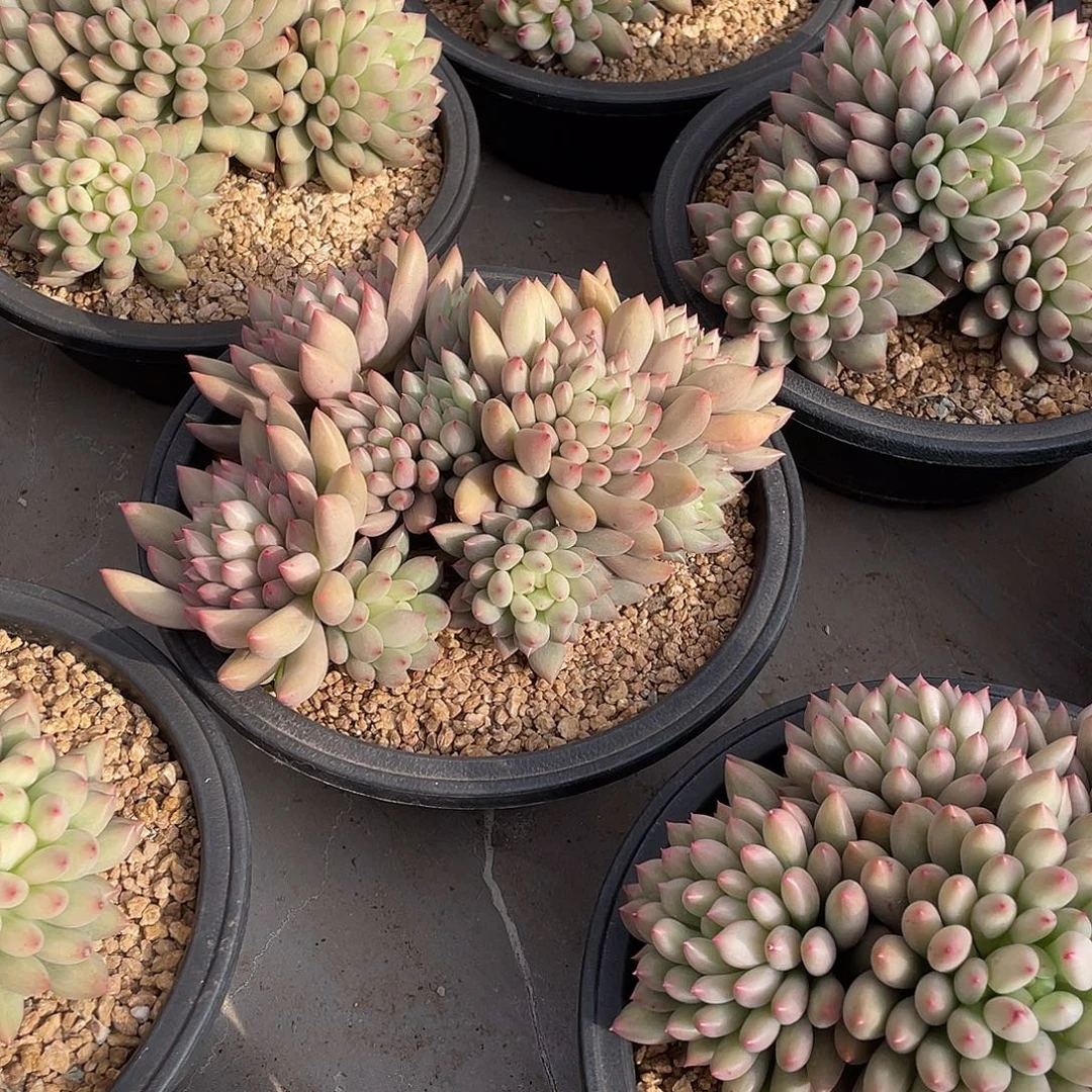 岩字精控群生18厘米可挑