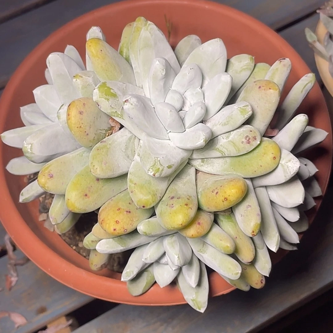 【闪购商品】用****6拇指老庄