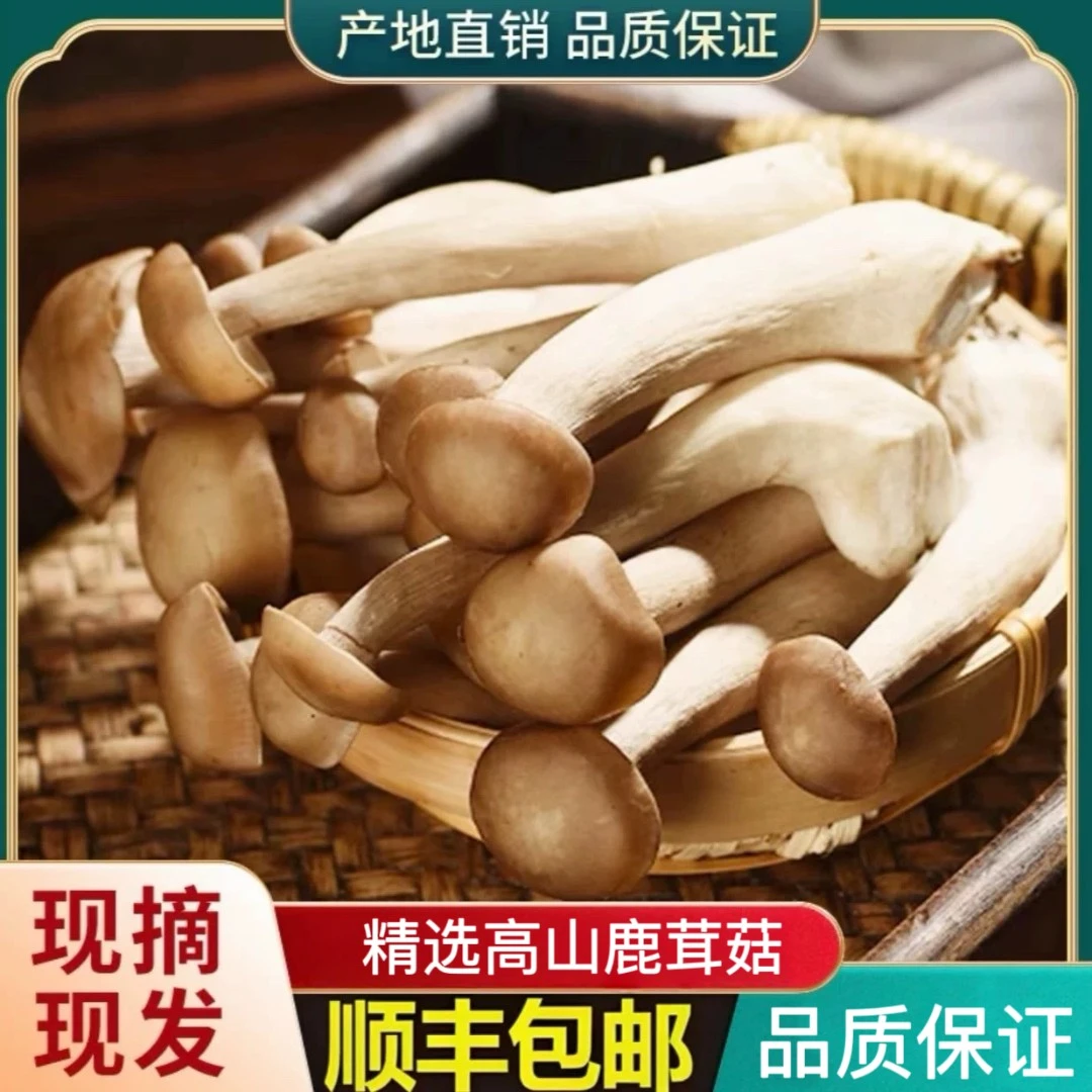 【高山鹿茸菇】顺丰发货-买一斤送一斤-2025新货脆嫩炒菜炖煲鸡汤
