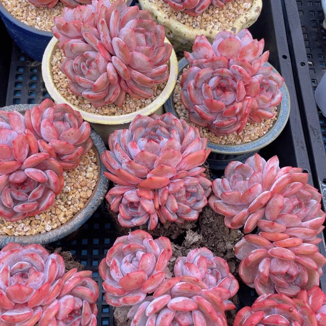 量拍30号宽叶韩版橙梦露母本大群生老桩一个