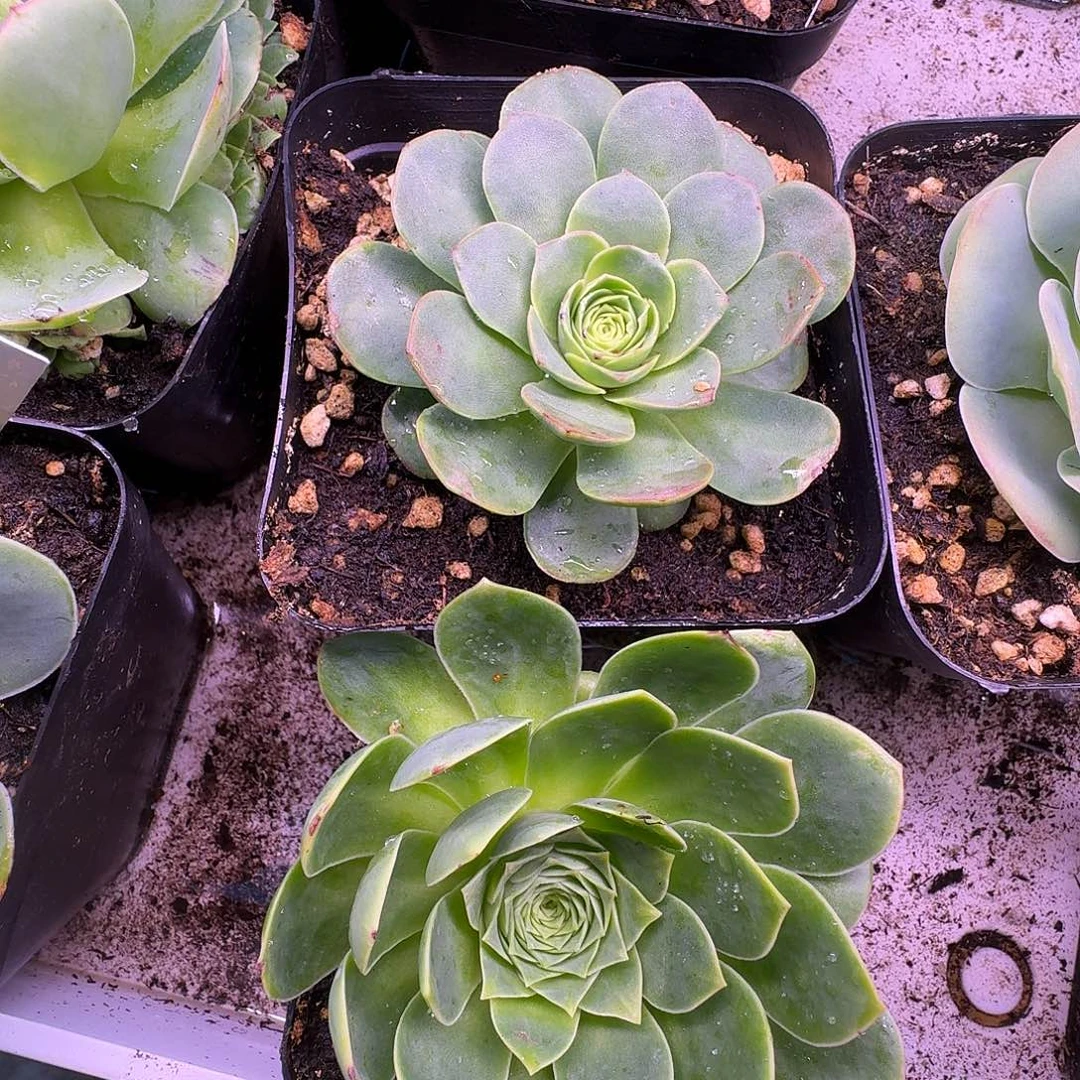 开播福利两颗大单头重叶款