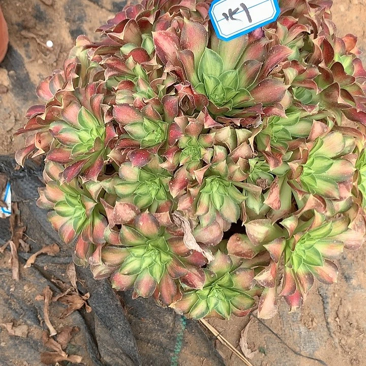 多肉植物绍化151