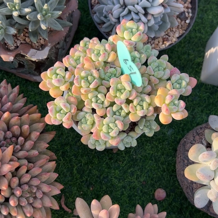 今***儿多肉植物一物一拍