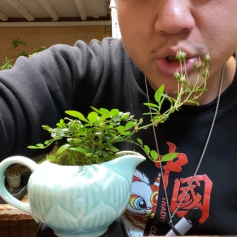 红陶我****一物一拍所见即所得98