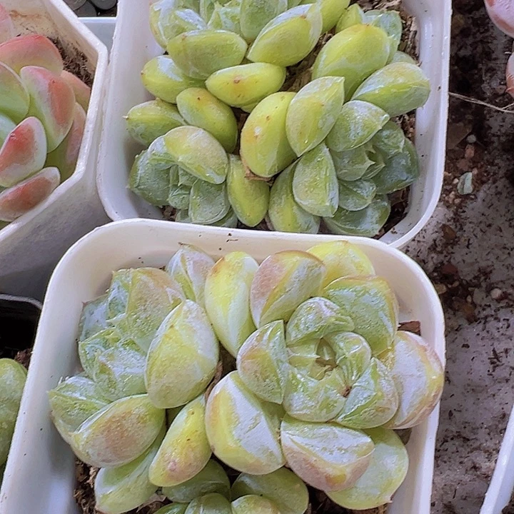 冰心雪兔群19包邮多肉