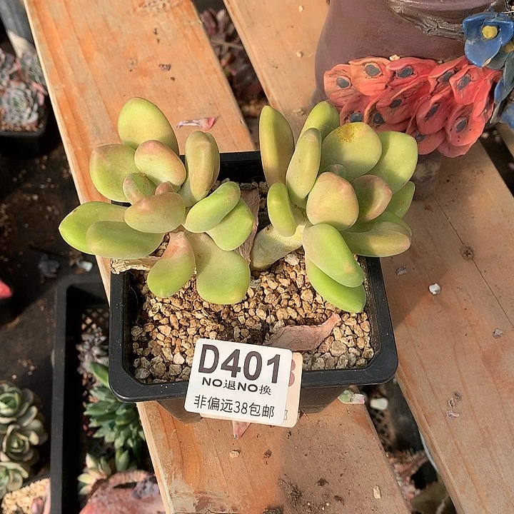 芒果奶双头 401 基地已转处理 7-8天发货