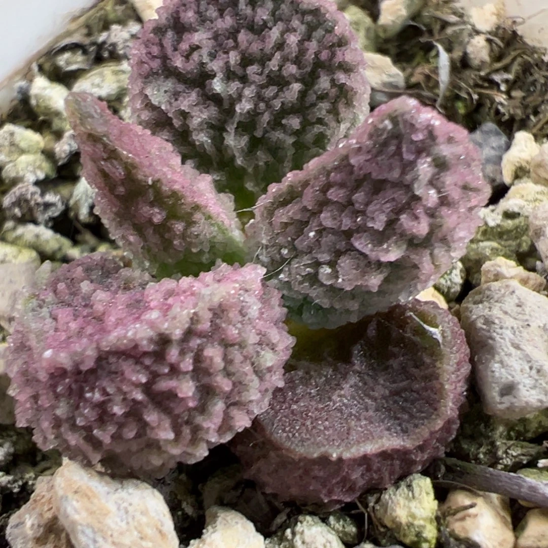 实生新品多肉植物水泡多肉植物水泡