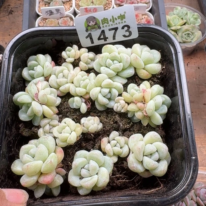 多肉植物多肉植物