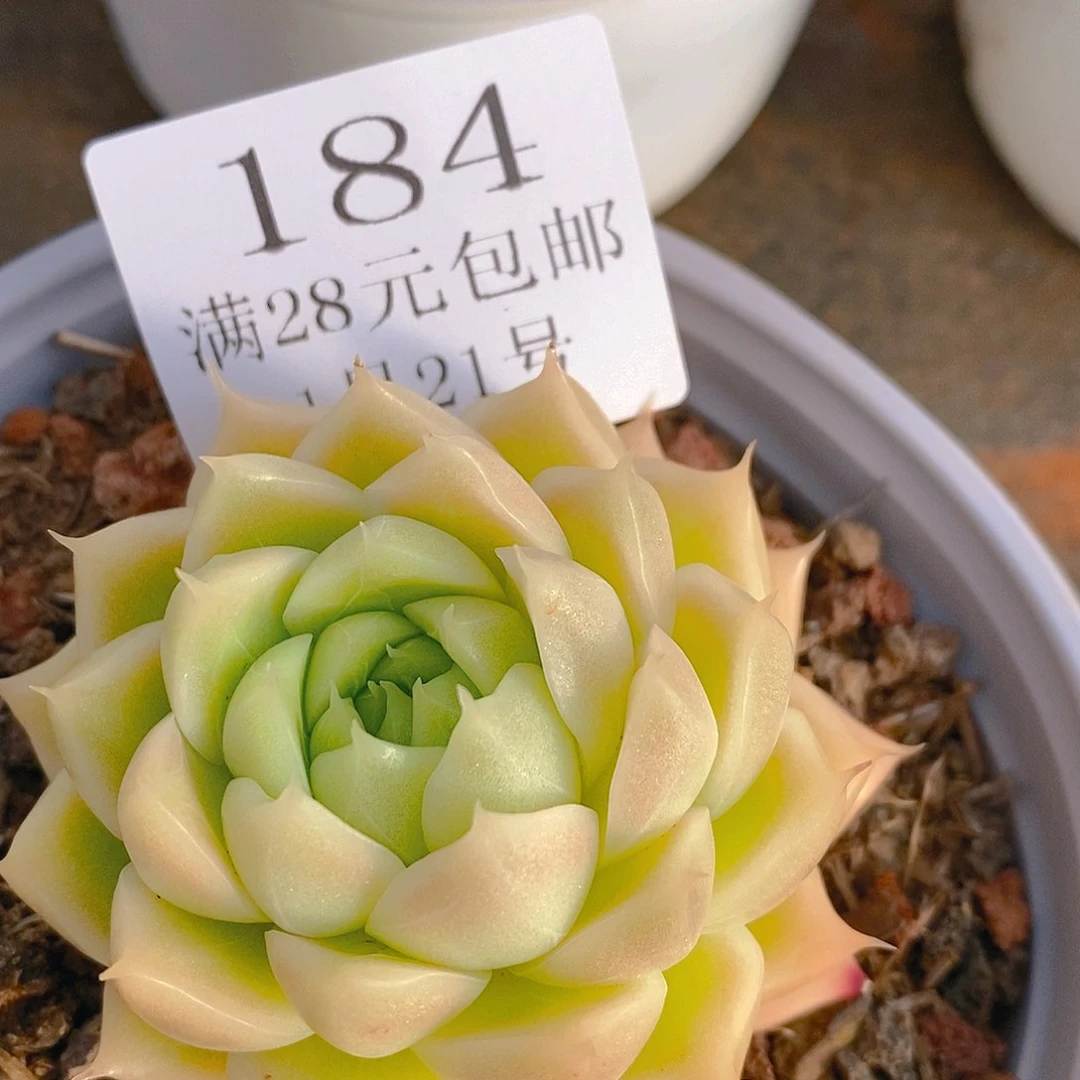 【闪购商品】云184