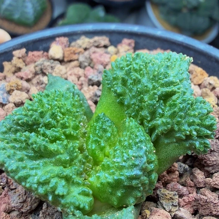 超级哥斯拉血怒基因