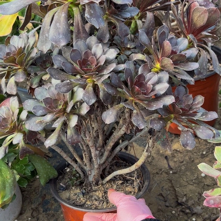 096灰圆叶多肉法师不包断枝