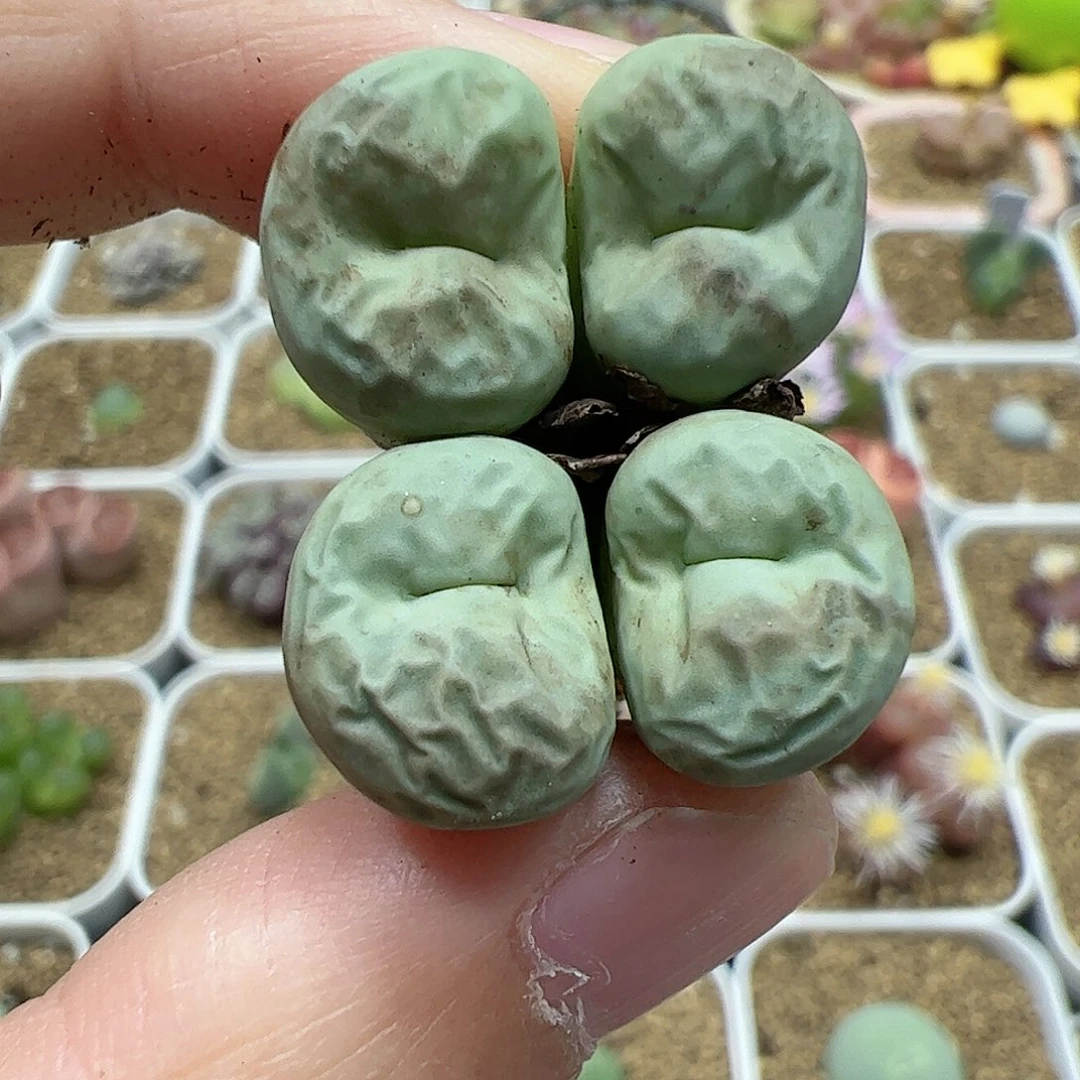 【闪购商品】30  秒