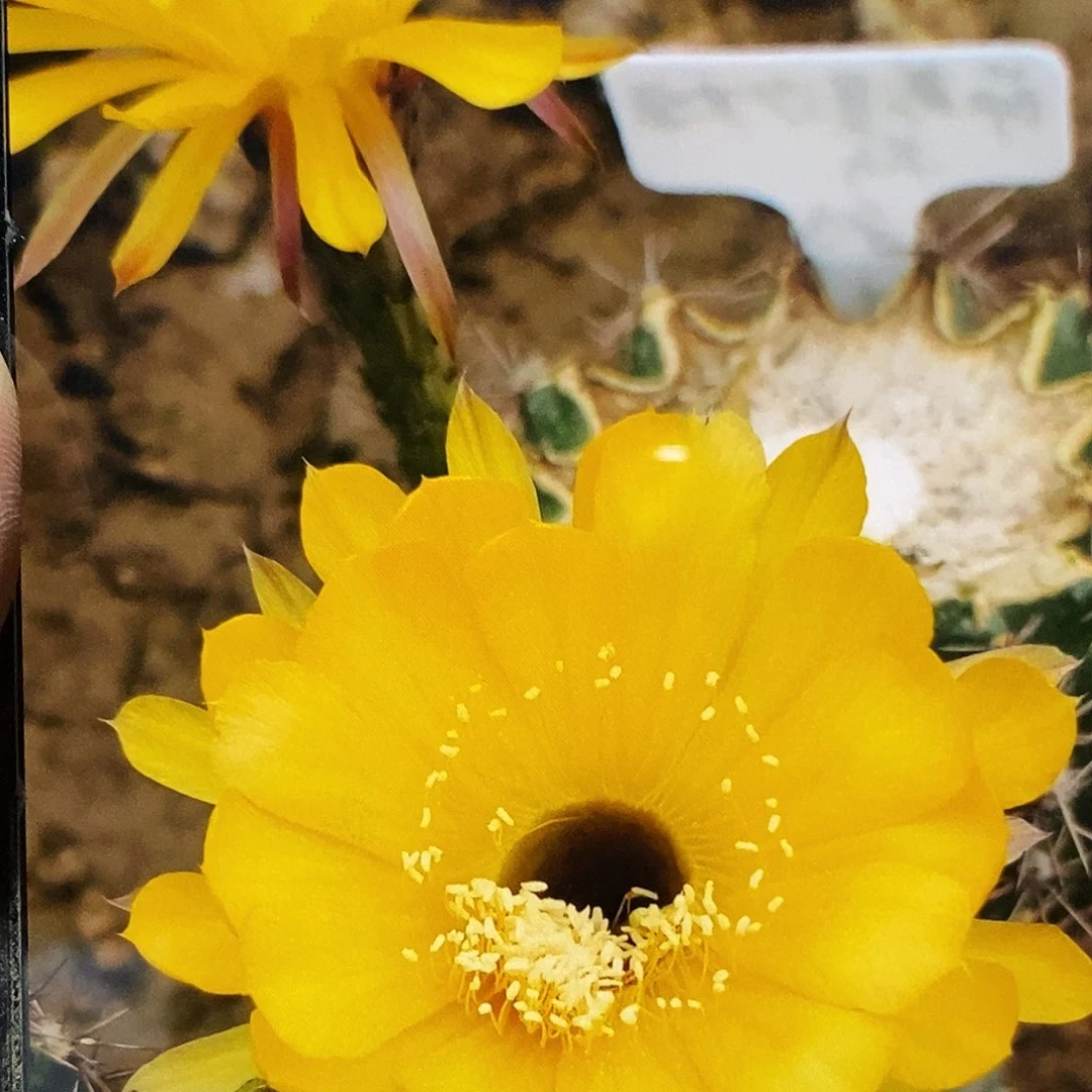 彩惜别侧芽5-6公分