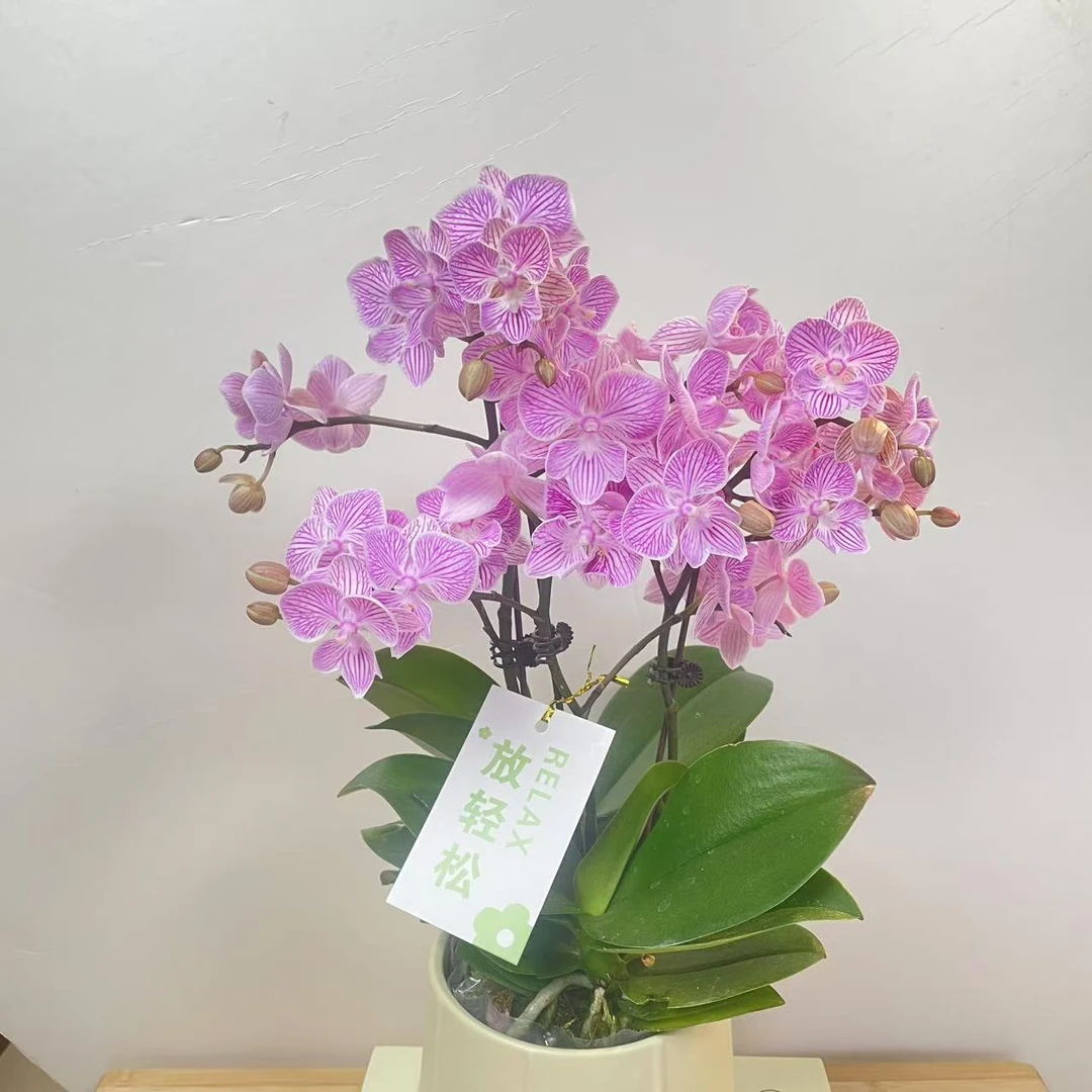 蝴蝶兰【樱花】清新典雅新手推荐 带花带花苞带盆 基地直发