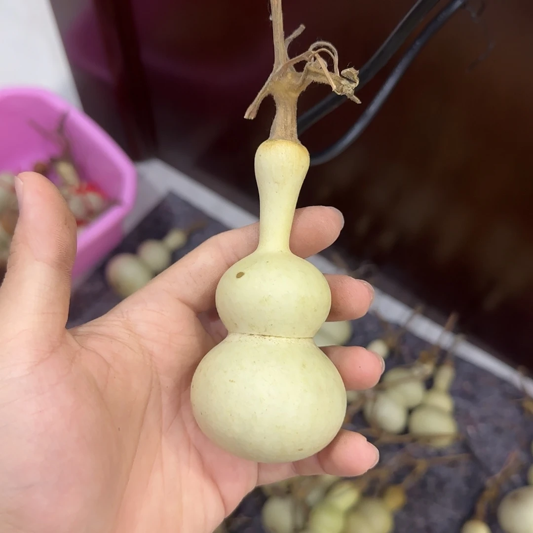 南***星葫芦dnsjdnsnsnsnsnsns