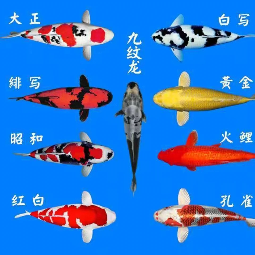 不包邮   精品观赏鱼