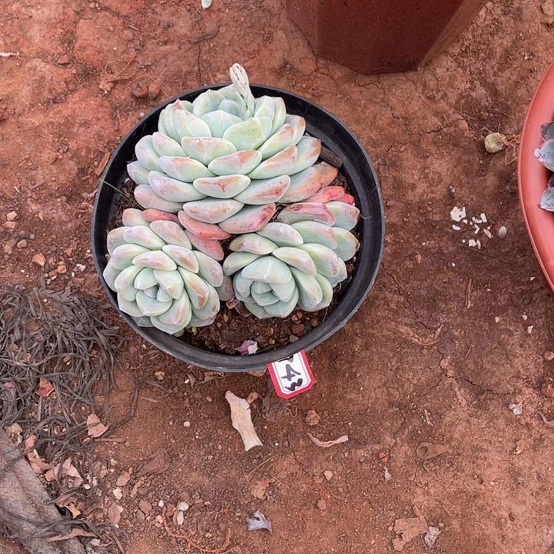 743冰玉 一物一拍多肉