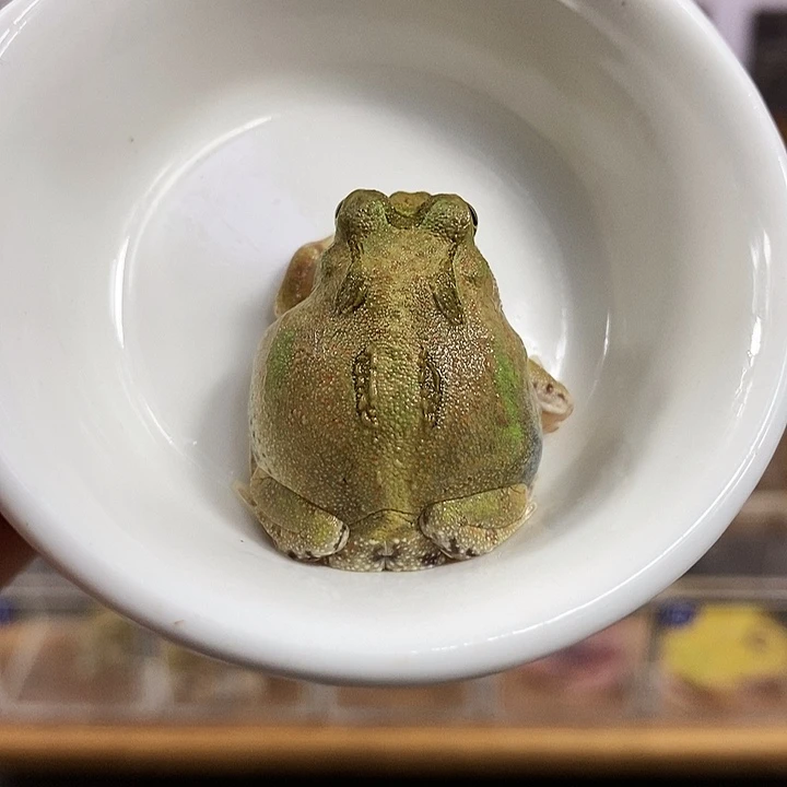 角蛙152号波子角蛙