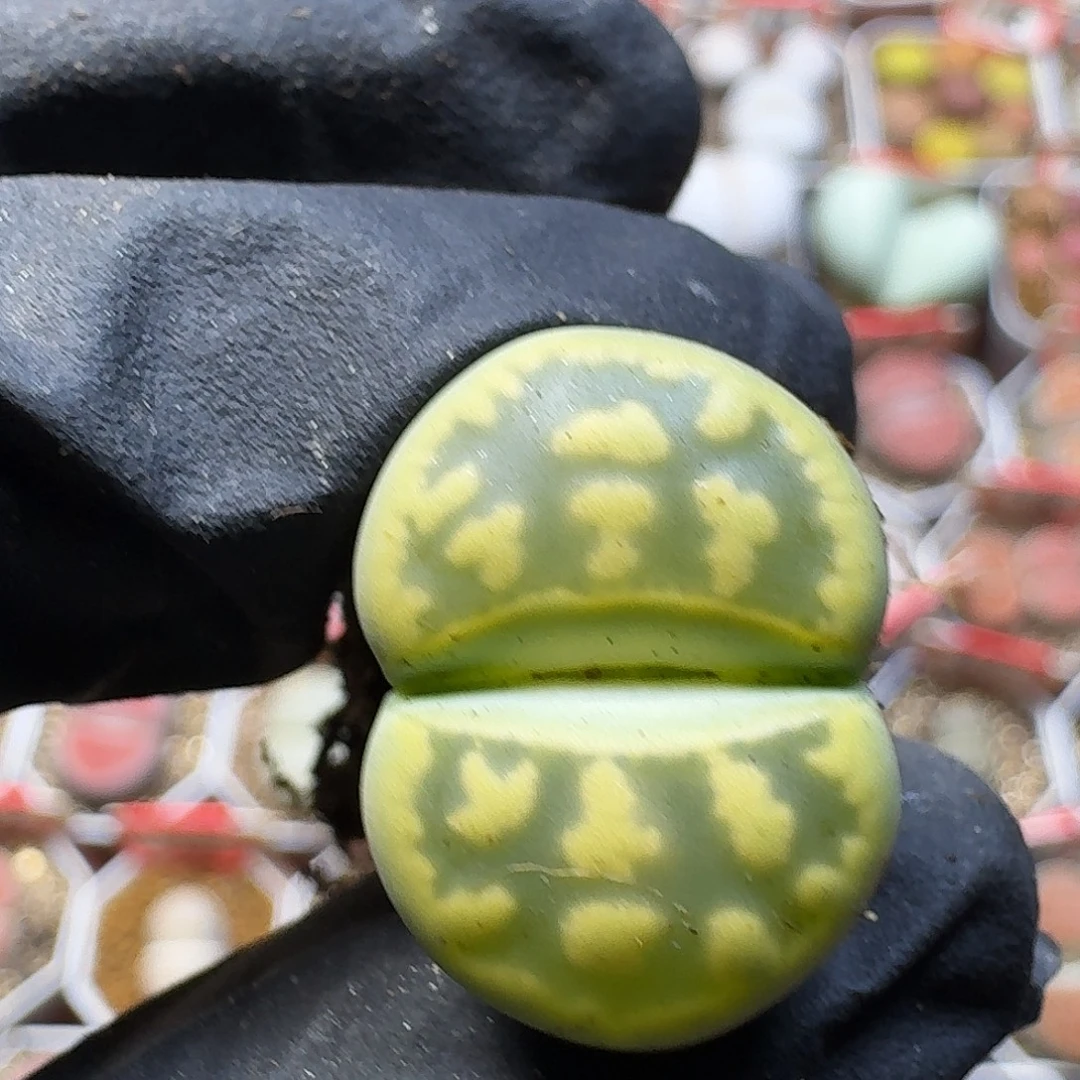 再***°生石花111111。   105