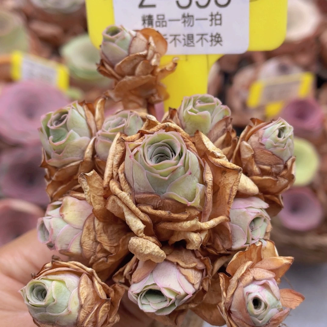 山地玫瑰Z395断枝不包损不售后