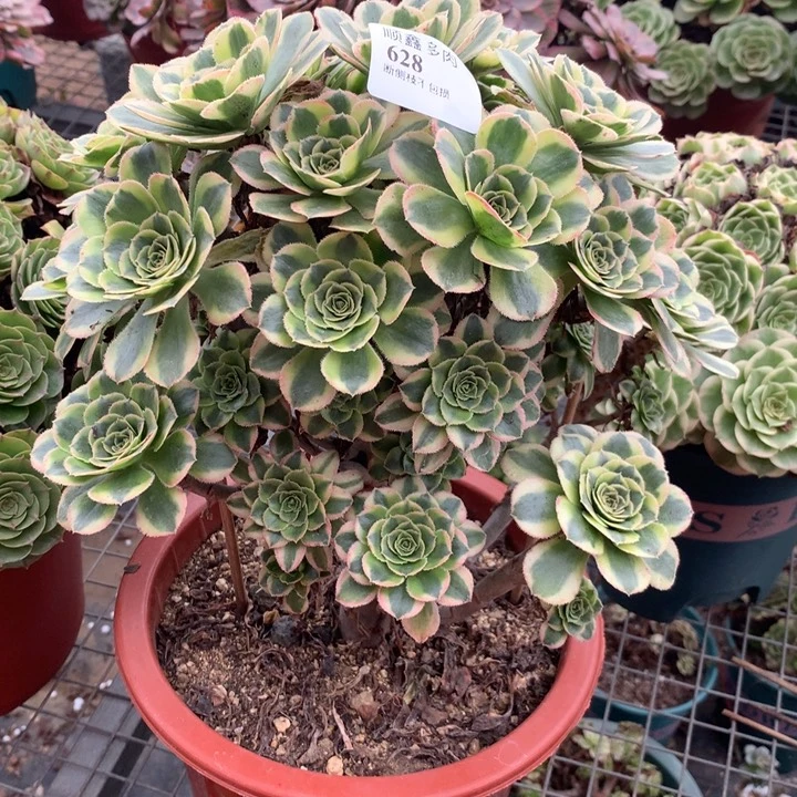 628保时捷多肉植物特价