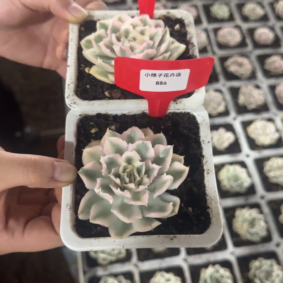 k***h885-886紫蝴蝶两个多肉植物