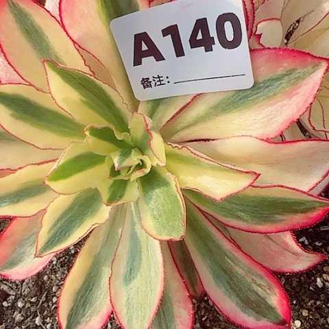 【闪购商品】李*军140！12345678