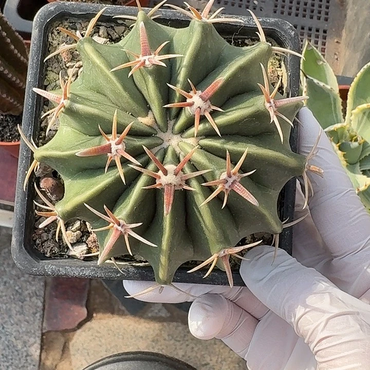 剑刺凌波仙人球123