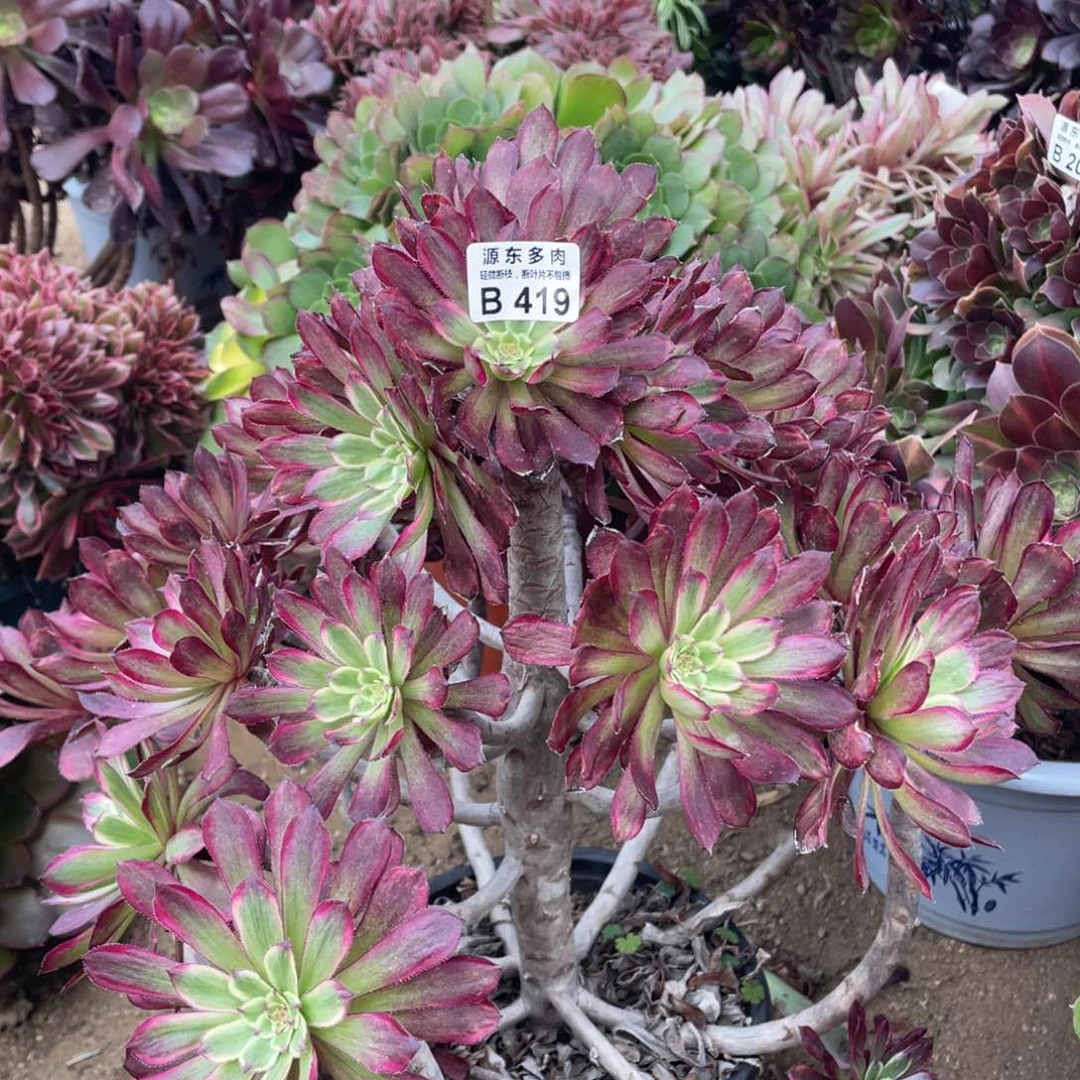 419红腹轮多肉法师断枝不包