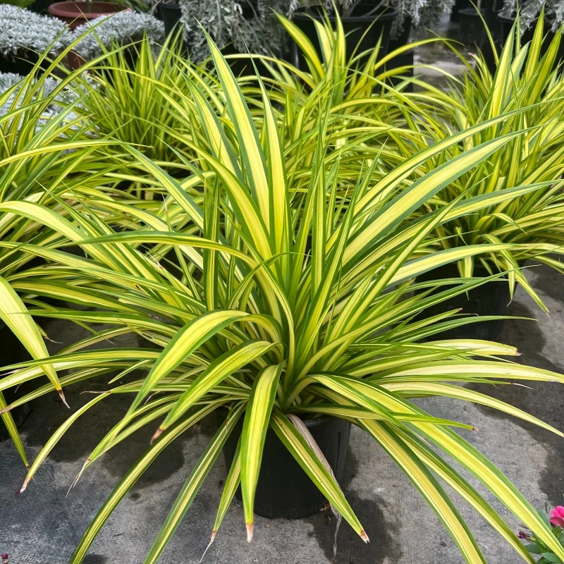 金心露兜金边吊兰盆栽室内客厅办公室桌面观叶花卉绿植