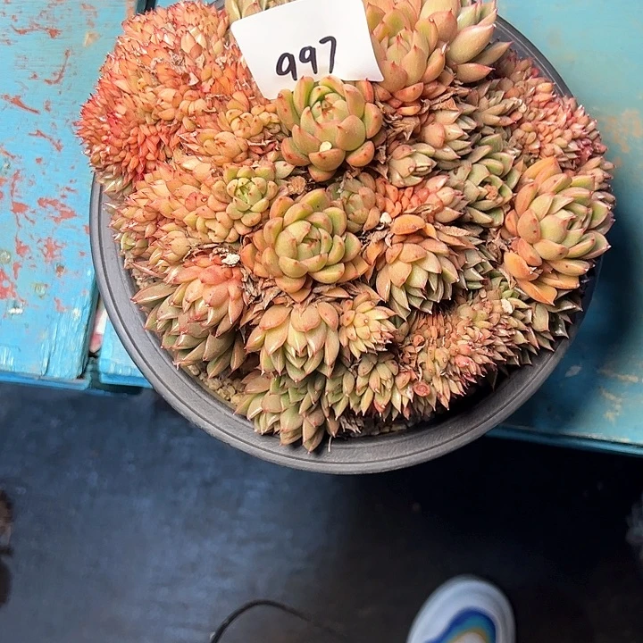 A*997///////////////