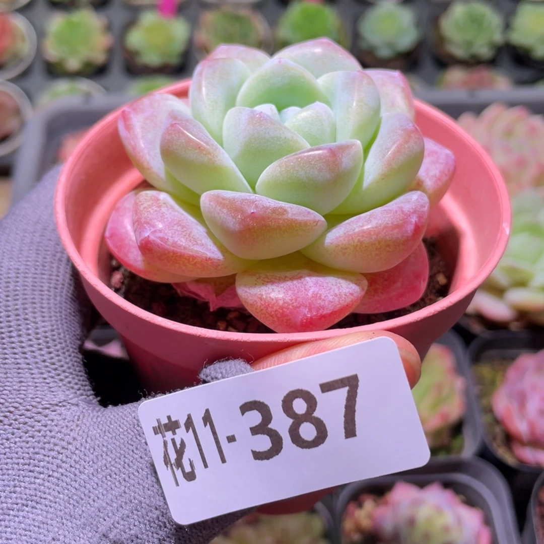 花利美11-387冰玉