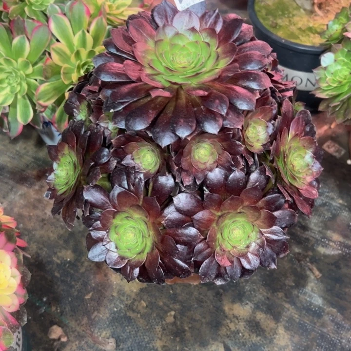 云**云赤焰莲171多肉法师一物一拍